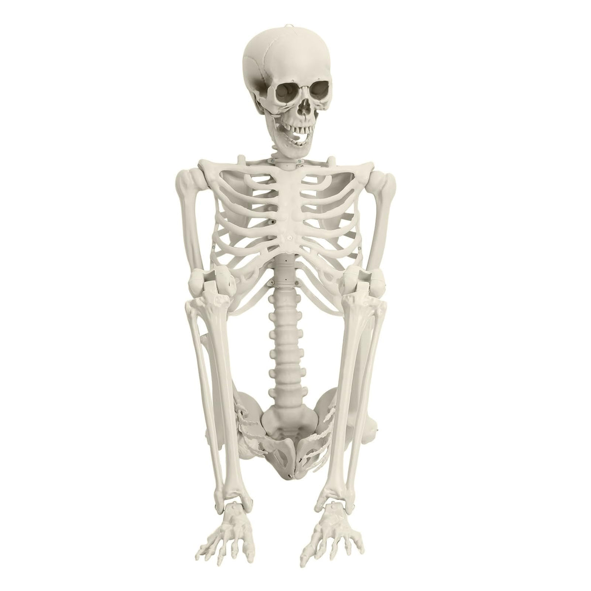 Full Size Movable Posable Skeleton U276821
