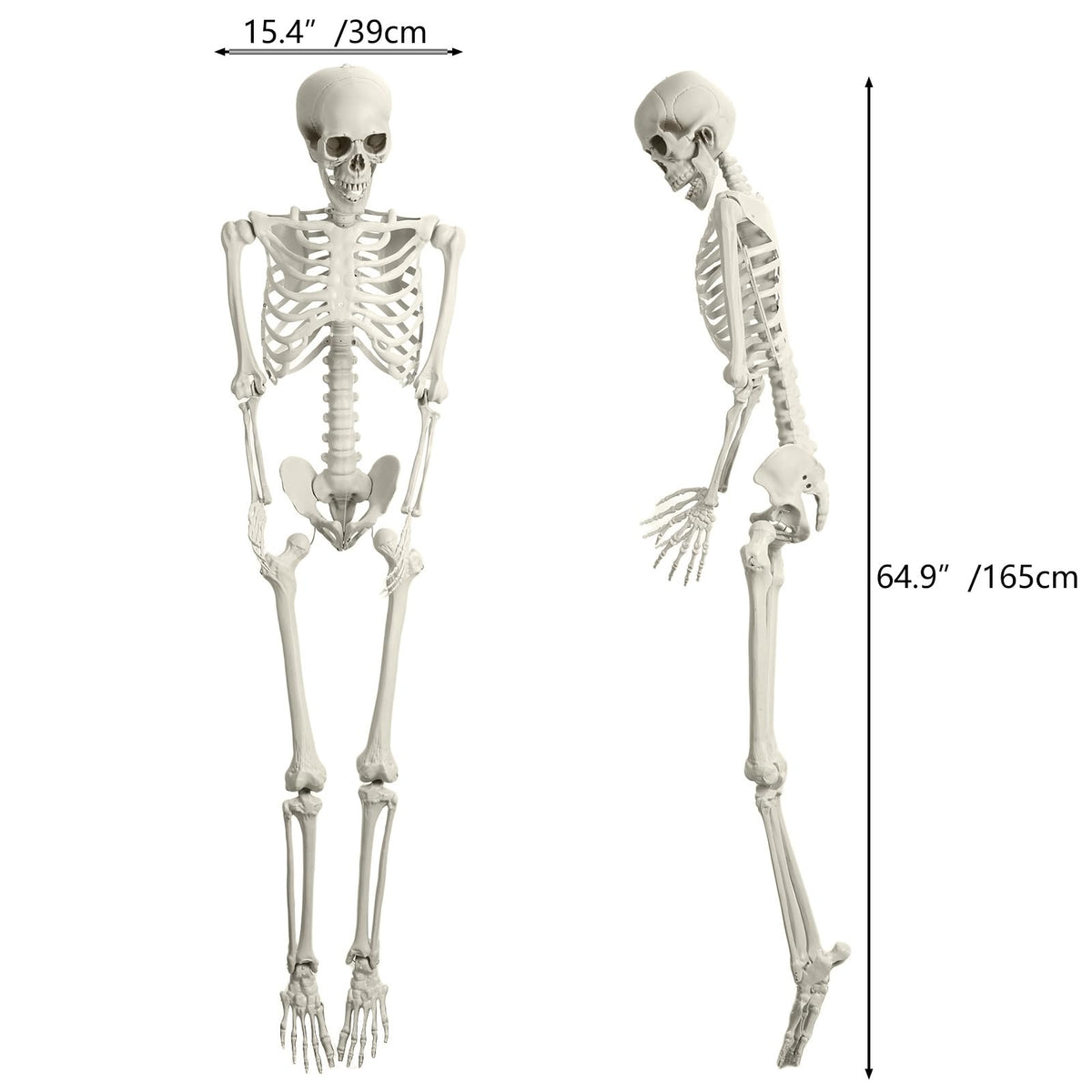 Full Size Movable Posable Skeleton U276821