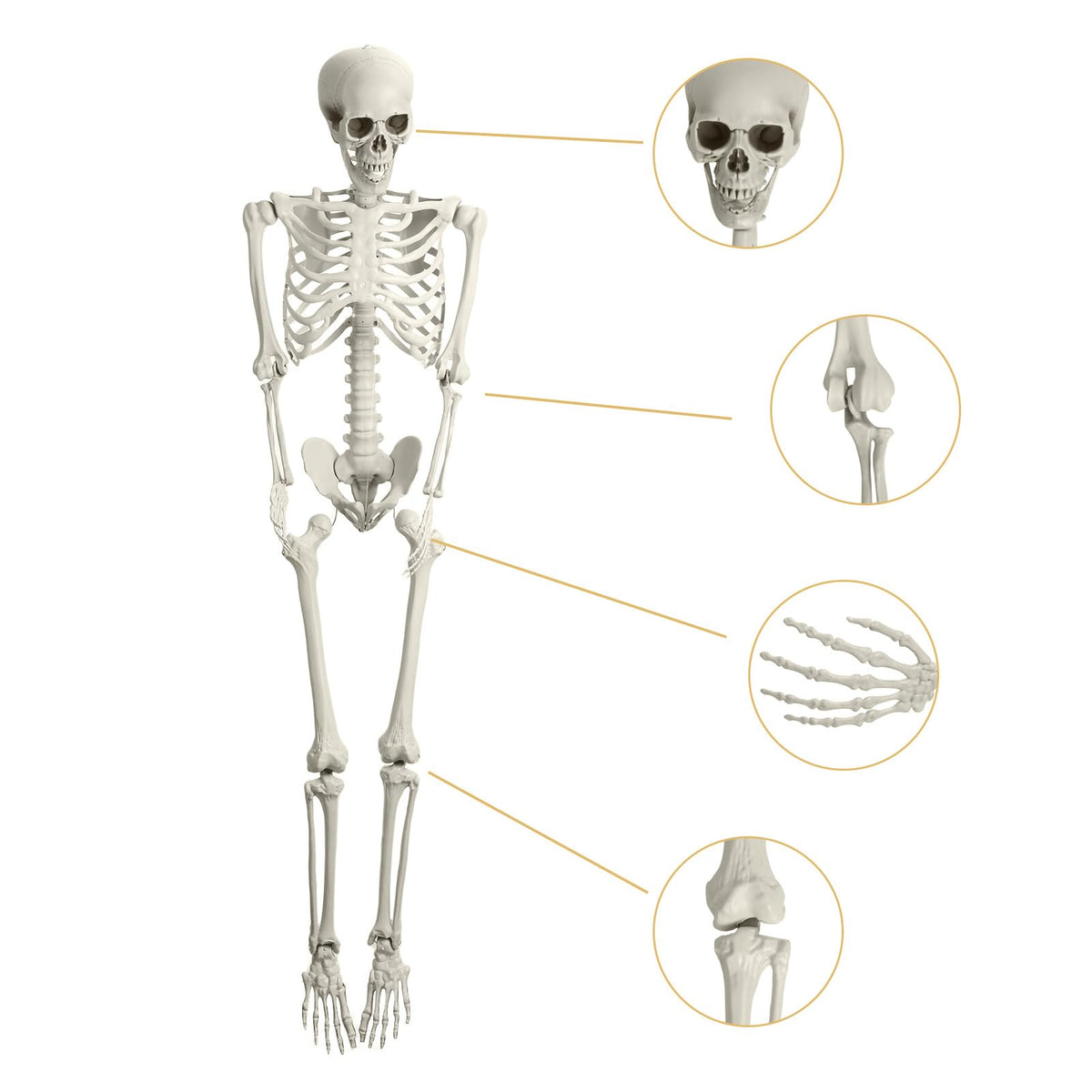Full Size Movable Posable Skeleton U276821