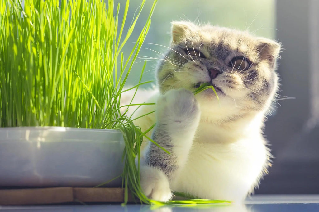 Organic Cat Grass Mix 4 Quarts E52315