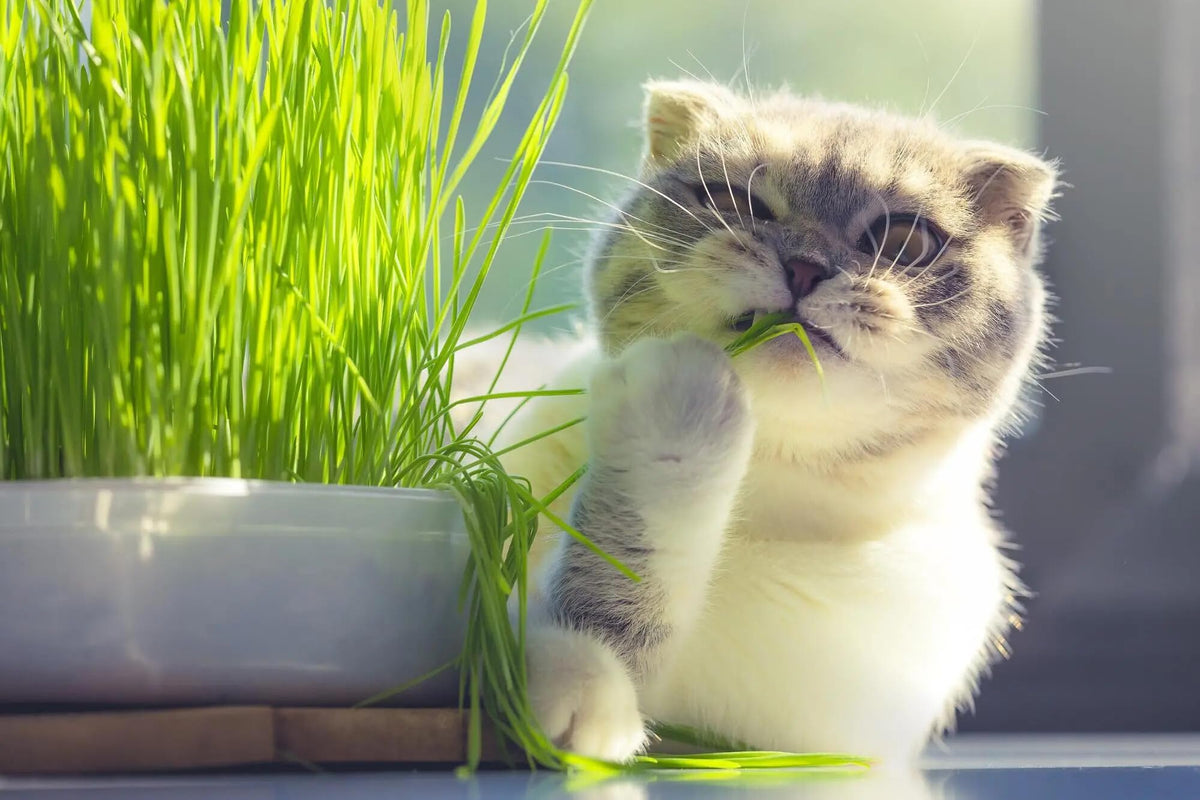 Organic Cat Grass Mix 4 Quarts E52315