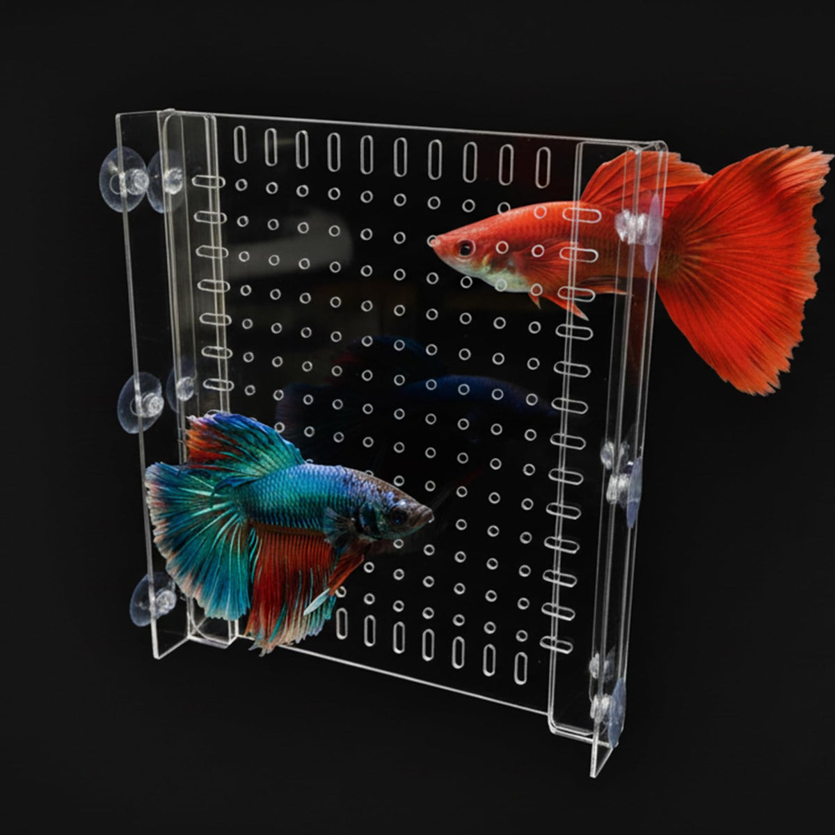 Acrylic Aquarium Divider with Suction Cups S7595