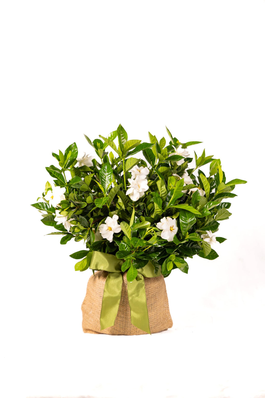 Gardenia Plant Q306295
