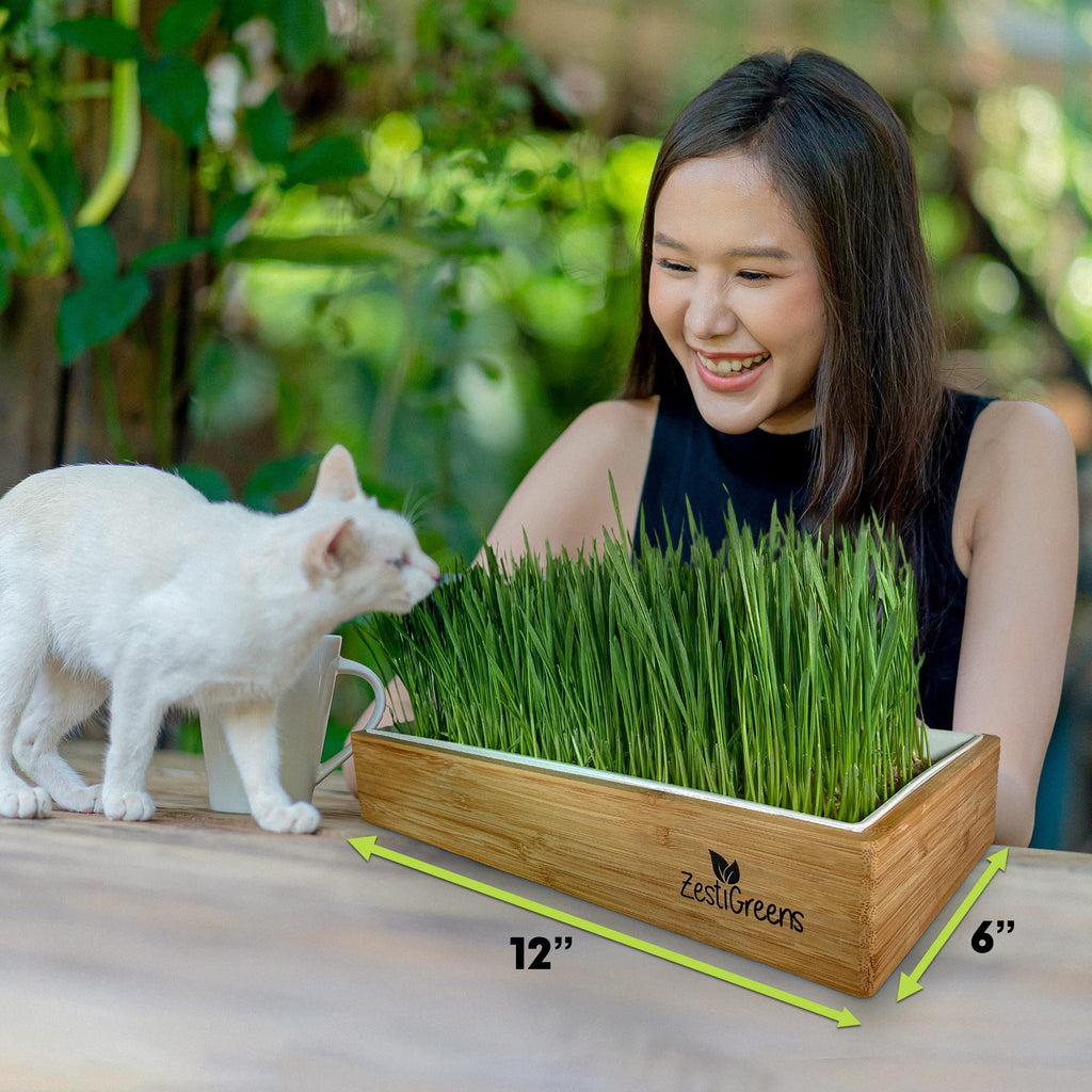 Self-Watering Cat Grass Kit and Refills, 4 Mats and 4 Seed Packets M7978