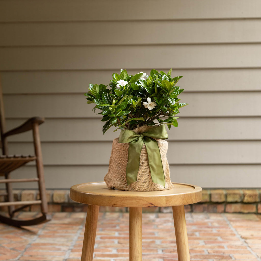 Gardenia Plant Q306295