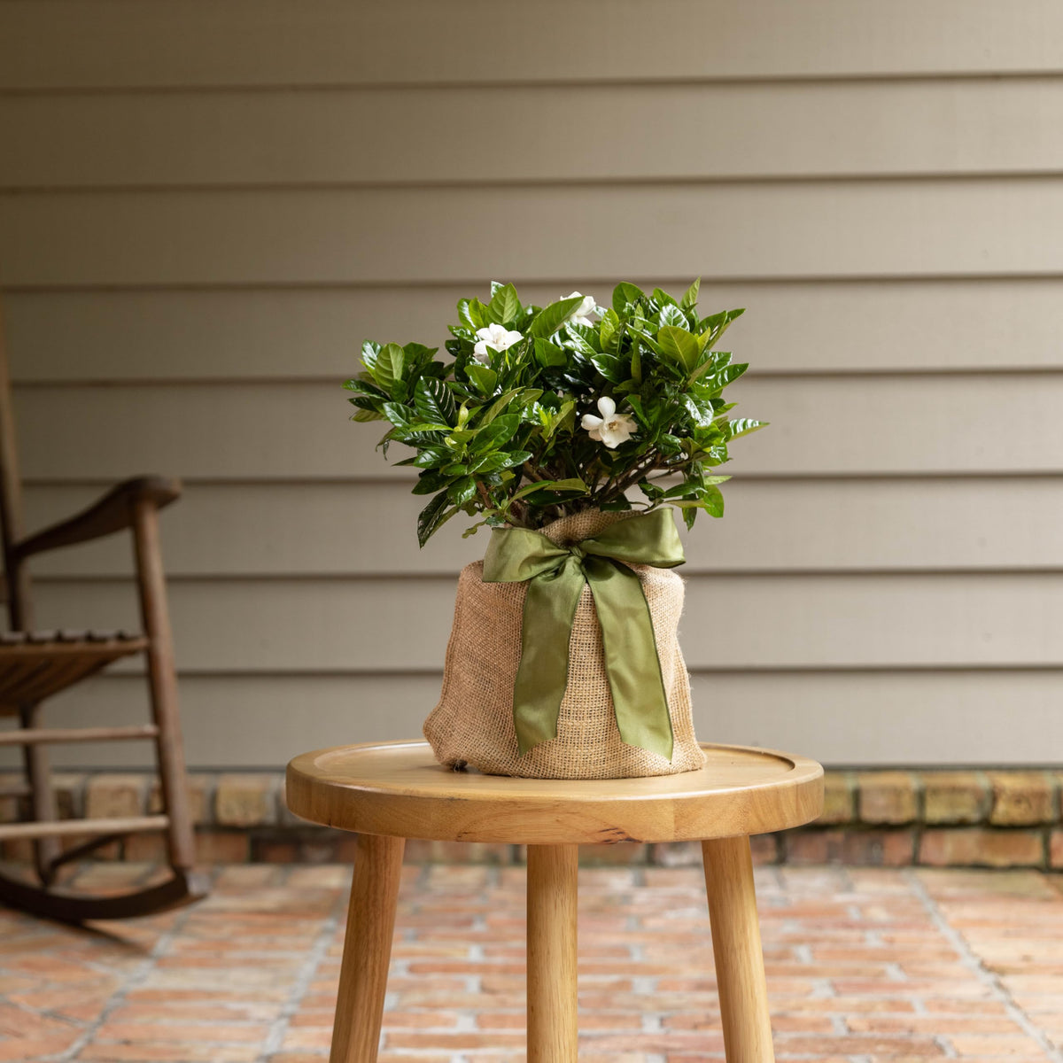 Gardenia Plant Q306295