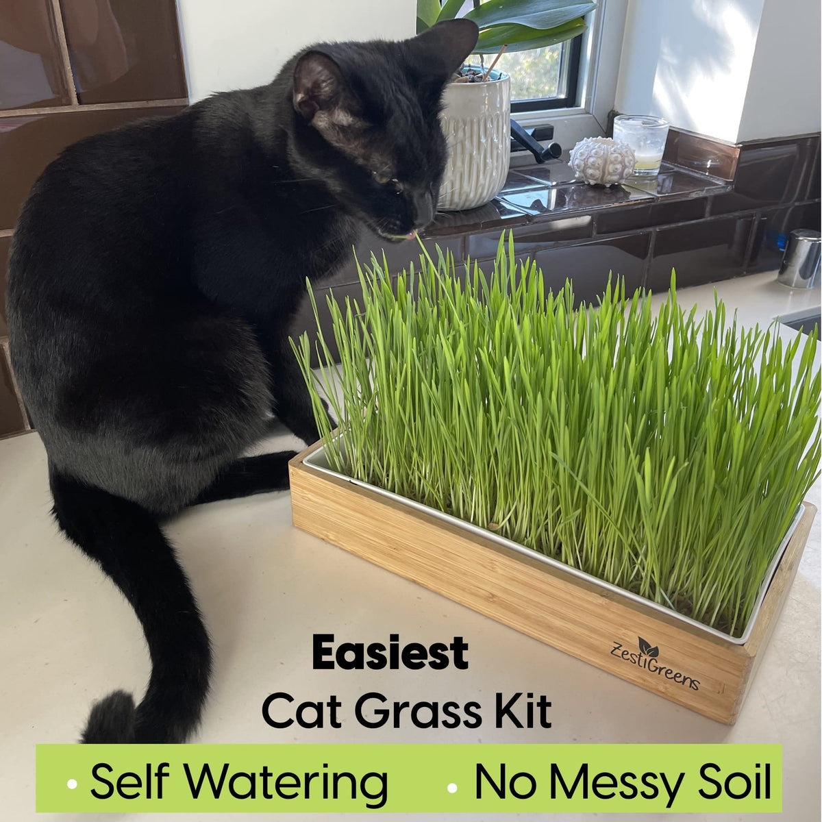 Self-Watering Cat Grass Kit and Refills, 4 Mats and 4 Seed Packets M7978