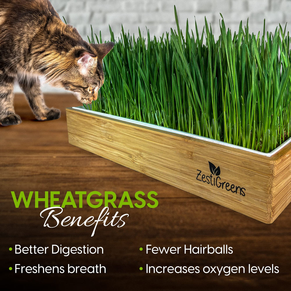 Self-Watering Cat Grass Kit and Refills, 4 Mats and 4 Seed Packets M7978